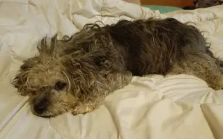 Léky a operace pro Šmudlu