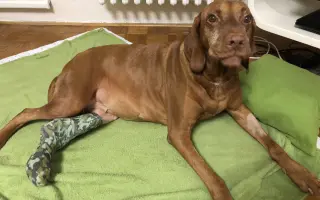 Ať může Hany zase běhat