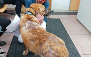 Voříškov prosí o pomoc pro psí útulkáče, poničku Babuňu, kočky a další zvířátka