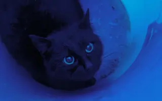 Pomoc s úhradou veterinárních nákladů 🙏