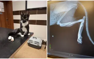 Kocourek Frankie a boj za zdravou tlapku