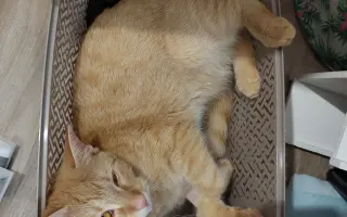 Míša s Honzou prosí za Ignáce, kocourka bojujícího s nepřízní osudu