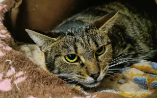 Pomoc s úhradou veterinárních nákladů 🙏