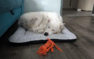 Podpořte vybudování centra, aby i slepí a hluší pejsci našli bezpečný domov