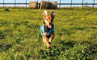 Voříškov přijal 45 nových chlupáčů - pomůžete spolu s námi změnit jejich příběh?