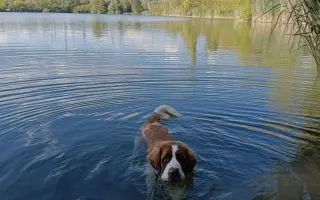 Beethoven, kamarád do deště - pomoc pro mladou bernardýnku