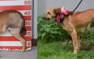 Pomáháme opuštěným a týraným psům najít cestu domů 🩷