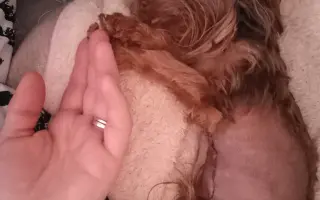 Bojovník Bertík vážící pouhé 1 kilo