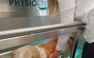 Operace páteře a rehabilitace psa Bernyho