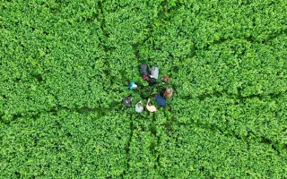 Dron - Anděl strážný pro srnčata při senosečích (nejen na Vyškovsku)