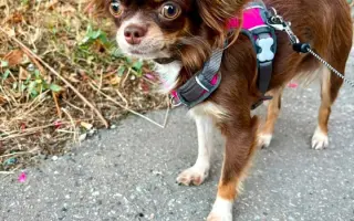 Pomozme Xyrušče znovu běhat 🐾♥️