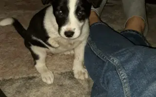 Luisa( Třítlapka) a její krok k lepšímu životu