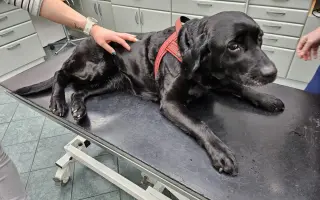 Lucky ještě jednou prosí o pomoc - operace nohy a rehabilitace