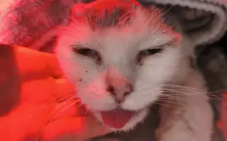 Kočička bez oušek, ale s velkým srdcem