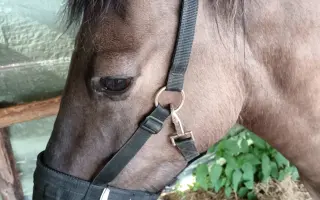 Pomozme schvácenému koni,aby mohl žít život bez omezení