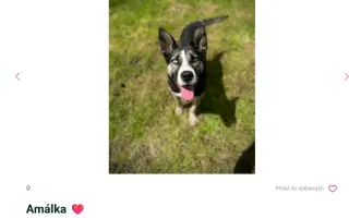 Pomáháme opuštěným a týraným psům najít cestu domů 🩷