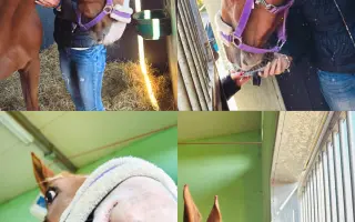 Zachraňme čelist Sithonii