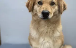 Veterinární péče pro psy v útulku - podzim 2026