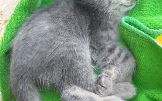 Pomůžete kočičkám bez domova?