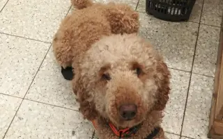 Kvalitnější život pro Annie: doplatek na výcvik asistenčního psa Caspera