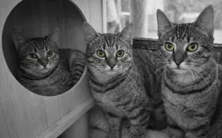 Pomoc pro Bellu s panleukopenií a záchranu dalších koček