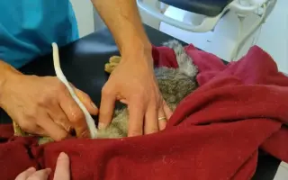 Ošetření a pomoc kočkám z ulice