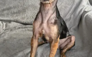 Voříškov přijal 45 nových chlupáčů - pomůžete spolu s námi změnit jejich příběh?