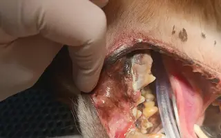 Pomoc opuštěným psím stařečkům