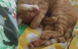 Kočičí bojovník co chce zdolat smrtelnou nemoc