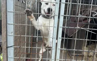 🐾 Plná miska, šťastné srdce – Pomoc pro pejsky 2026 🐾