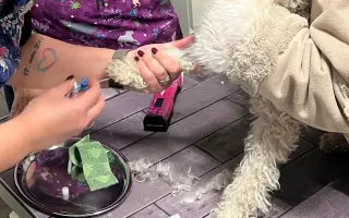 Operace pro Chanelku 💜