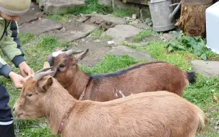 Pomozte❤️ Srdce pro zvířata - naděje pro opuštěné