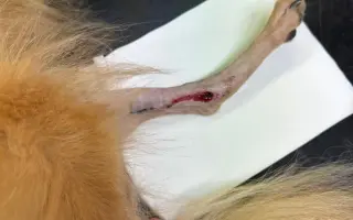 Pomozme Rikymu znovu běhat