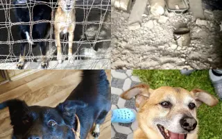 Pomozte zachránit Psí domov spolku Zastavme Utrpení.