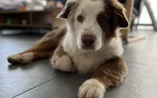 Pomozte našemu Thorinovi dostat šanci na život bez bolesti