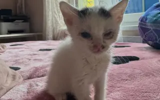 Podpořte péči o pejsky v psím hospici Andělská náruč, z.s.