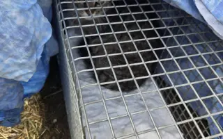 Staňte se nadějí pro kočičky bez domova