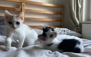 Veterinární péče pro zachráněné maminky s koťátky