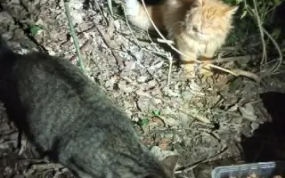 Pomůžete kočičkám bez domova?