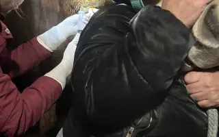 Pomozme Akitě volně dýchat