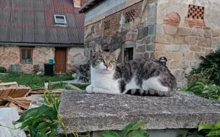 Z ruiny domovem: útočiště pro opuštěné kočky