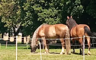 Přispějte na operaci hiporehabilitační klisny Kenyi, aby mohla dále pomáhat