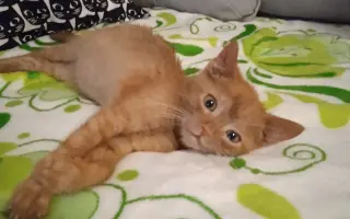 Druhá šance na život – veterinární péče pro zraněné, opuštěné a týrané kočky