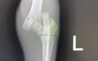 Pomozte nám zvládnout obrovské veterinární náklady 💔🙏🙏🙏