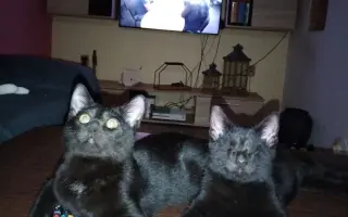 Boj o život Dyka, Tesinky a dalších - pomozte nám vyhrát nad panleukopenií