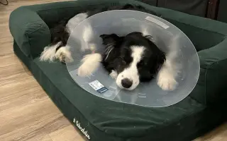 Operace druhého kolene pro Meggie