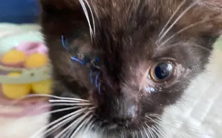 ❣️FUNGOVÁNÍ LIGY NA OCHRANU ZVÍŘAT - VETERINÁRNÍ PÉČE PRO KOČKY V NOUZI⚕️👩‍⚕️