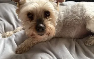 Pomozte prosím prodloužit život Maxovi