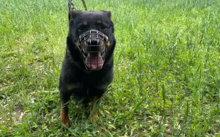Veterinární diety pro pejsky v útulku