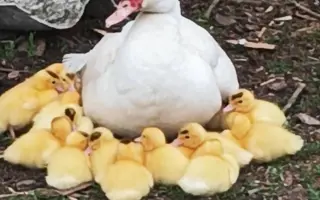 Pomozme společně obnovit zničenou farmu a živobytí farmáře Vládi!